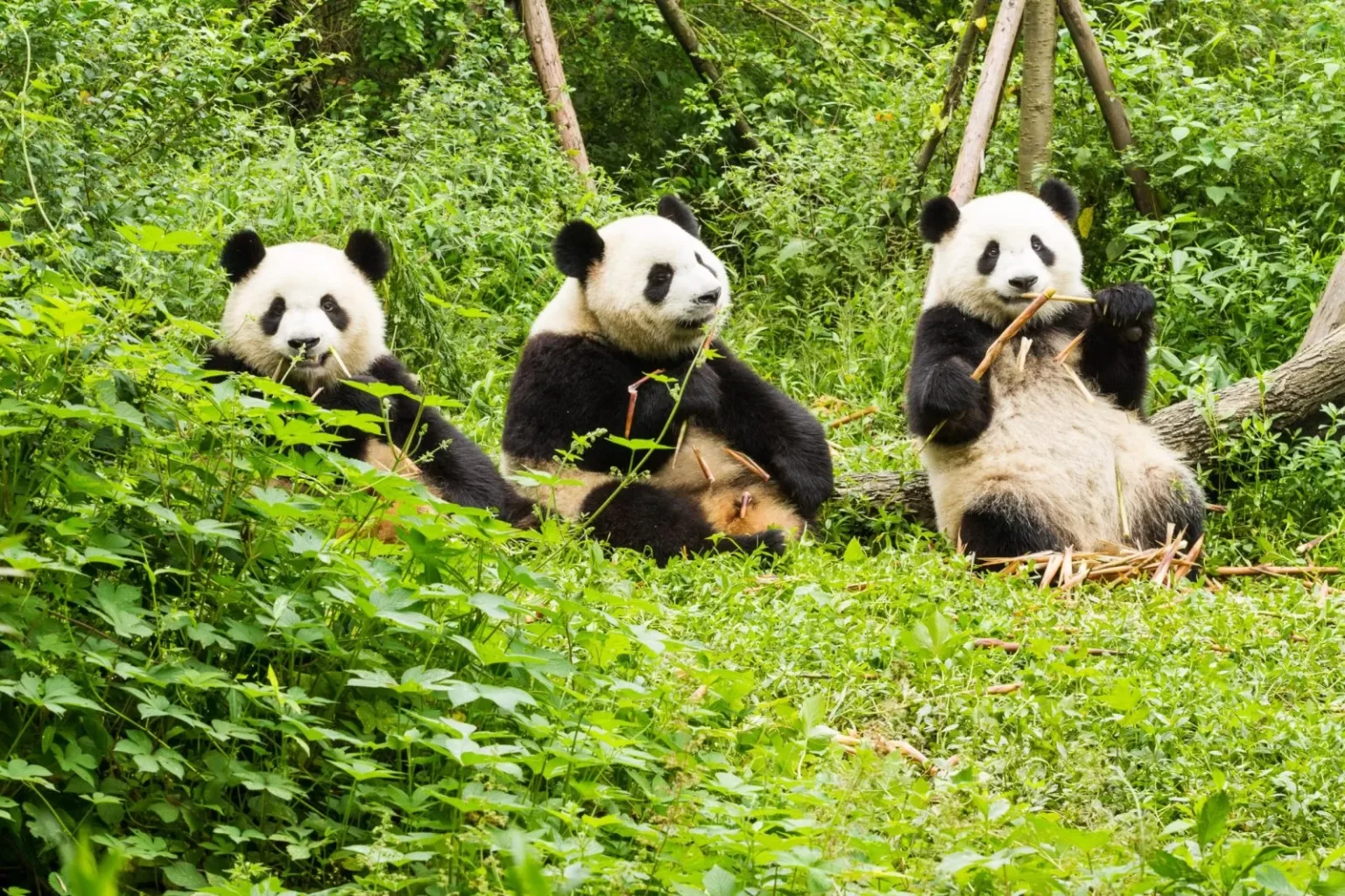 Three pandas eating bamboo in forest.